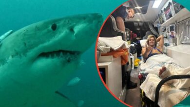 Shark attack survivor reveals move he used to escape deadly encounter