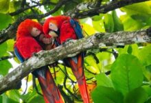 The Ultimate Travel Checklist for Planning Vacations in Costa Rica | News