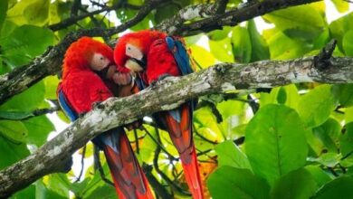 The Ultimate Travel Checklist for Planning Vacations in Costa Rica | News