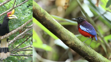 Tourism Malaysia takes flight at Global BirdFair 2026 | News