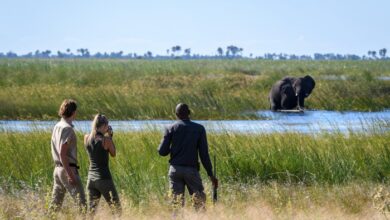 Why Botswana is Africa's most exclusive safari | News