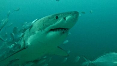 Woman mauled by a shark at Sydney's iconic Coogee Beach