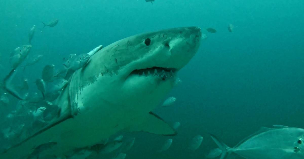 Woman mauled by a shark at Sydney's iconic Coogee Beach