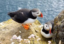 Europe's best birdwatching destinations | News
