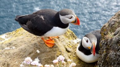 Europe's best birdwatching destinations | News
