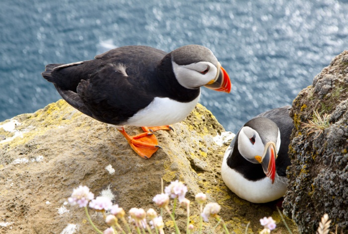 Europe's best birdwatching destinations | News