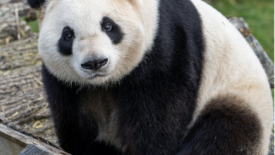 Meet the world's new Big Five: the wildlife travelers most want to see | News